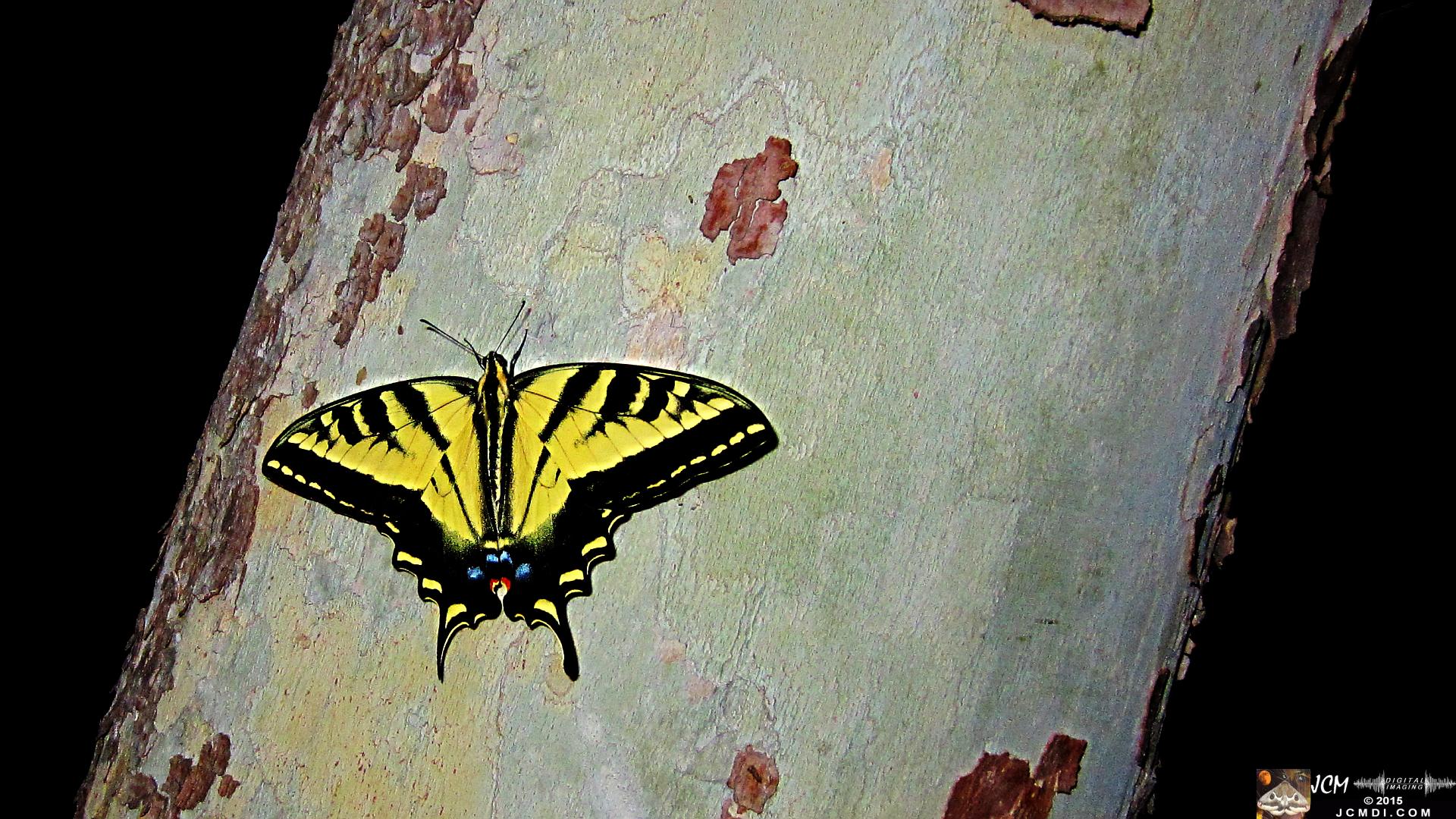 Western Tiger Swallowtail butterfly male on Sycamore Trunk jcmdi.com